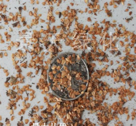 批發(fā)各種林木種子 江南榿木種子 新種子 提供種植技術(shù) 包發(fā)芽