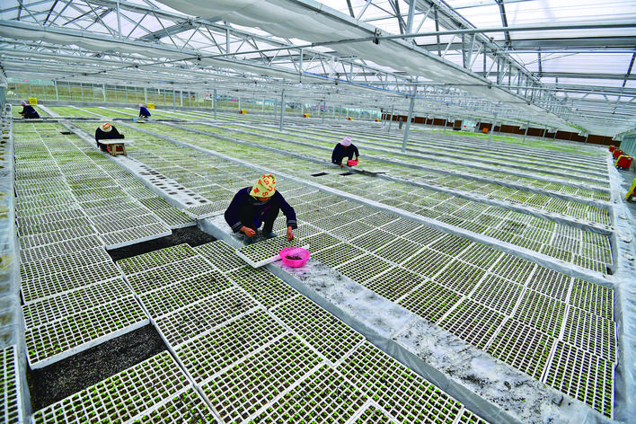 榕江縣車江壩區(qū)蔬菜育苗基地,工人正培育蔬菜秧苗