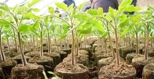 如何培育蔬菜壯苗提高秧苗素質