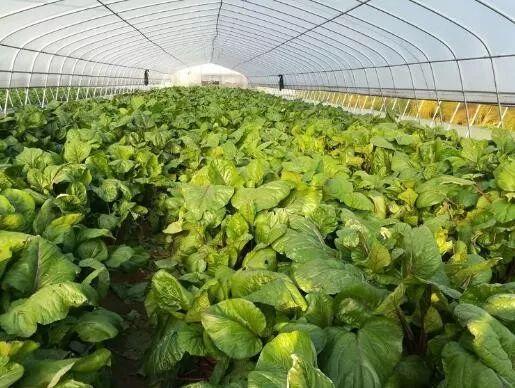 他搞生態(tài)農業(yè),產品無人問津,之后免費送蔬菜賠400多萬