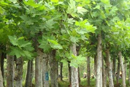 望都林木產(chǎn)品信息_找信息上望都百業(yè)網(wǎng)林木頻道