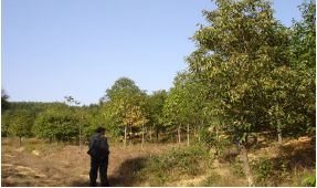 林木種質資源發掘 創制與利用 策略與方法 第二期 姜景民