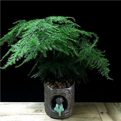 文竹室內綠色盆栽大型辦公室吸甲醛 推薦