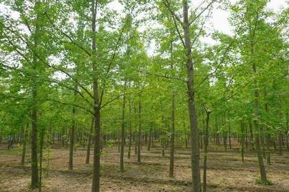 新沂林木產品信息_找信息上新沂百業網林木頻道