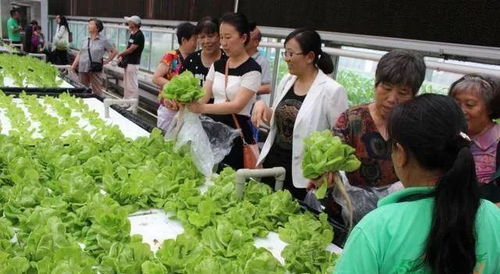 蔬菜主題 休閑農(nóng)業(yè)園可塑性這么高,你造嗎