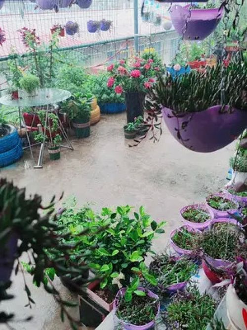 植物 盆栽 物品隨拍 花卉