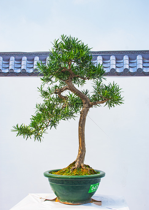 盆景藝術節獲獎作品攝影