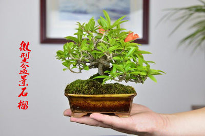 小品葉石榴微型迷你型紅燈籠小盆栽 推薦