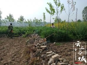 五山 鳩占鵲巢 占耕地的林木 請走開