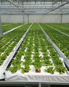 農(nóng)業(yè)水培蔬菜如此受歡迎,無土栽培技術(shù)卻如此簡單