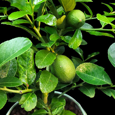 盆栽陽臺庭院凈化空氣綠植檸檬樹苗 推薦