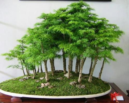 怎樣用野生樹木做出山林野趣的叢林式盆景