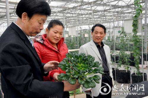 農(nóng)科基地培育的"烏塌菜","牛角茄"等新奇蔬菜引來大家濃厚興趣