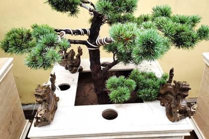 任城林木產品信息_找信息上任城百業網林木頻道