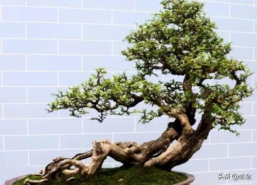 盆景為啥這么貴看這些造型