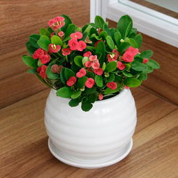 優惠券 十大品牌排行榜 哪個牌子好 淘寶商城 天貓商城精選 京東商城 拼多多商城