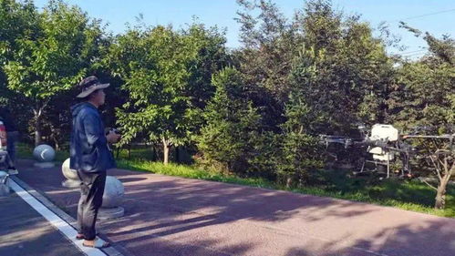 加大林木病蟲害防治 打造安全優美城市環境