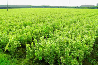 溧水林木產品信息_找信息上溧水百業網林木頻道