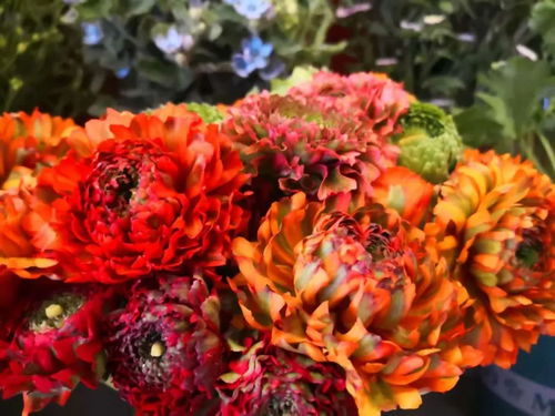 就在開遠 國際花卉新優品種驚艷亮相