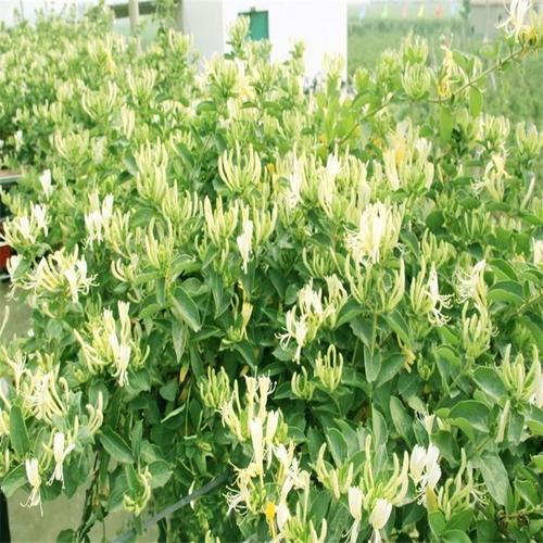 金銀花種子 行道林木苗木植物樹種子 金銀花苗子直發(fā)|價格|廠家|多少