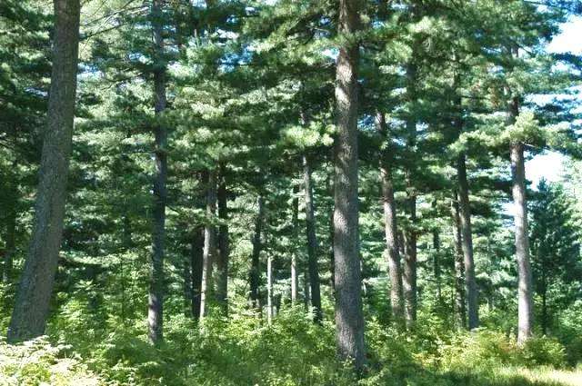 進(jìn)口紅松種子 紅果松種子 松樹種子 林木種子 陽臺庭院盆栽種子