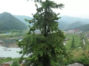 福建新增3處國家重點林木良種基地 一起看看都是哪