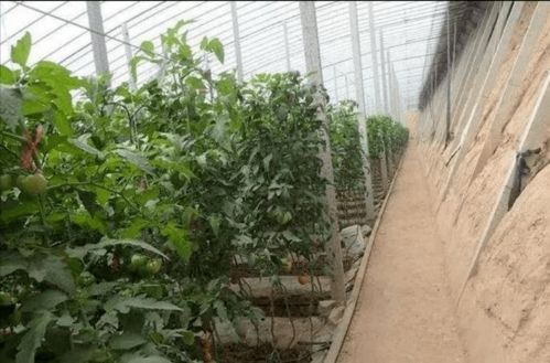 全省首批 寶雞僅三家 金河鎮(zhèn)獲評陜西省公共文化服務(wù)高質(zhì)量發(fā)展示范鎮(zhèn)