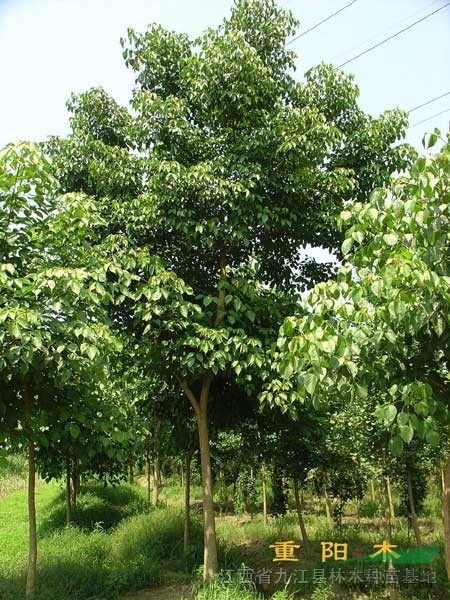 九江縣軍發(fā)林木種苗場