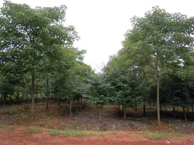 重陽木江西九江綠化苗木,林木種子-九江縣排山林場商鋪供應列表-第1頁