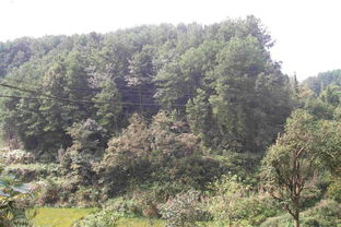 項目名稱 重慶市涪陵區同樂鄉聚寶村1社的691.6畝林地使用權及林木所有權 重慶產權交易網