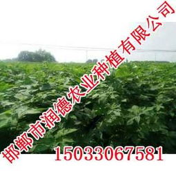 牧桑苗價格,牧桑苗廠家,邯鄲潤德農業價格 牧桑苗價格,牧桑苗廠家,邯鄲潤德農業廠家  