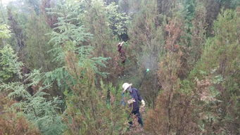 西和縣自然資源局積極開展林木病蟲害防治工作