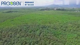 實拍老撾大型橡膠廠,你家里的橡膠制品一定是從這個加工廠生產(chǎn)的