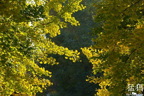 鄭州初現金秋 街頭巷角林木pk 最美秋色