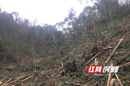 濫伐林木9.7畝 株洲森林公安 抓