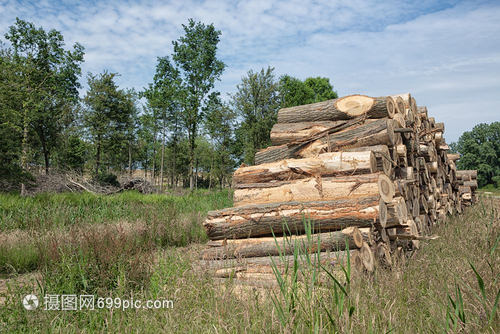 林木工人砍伐的森林中一大批樹干林木工人砍伐的樹干