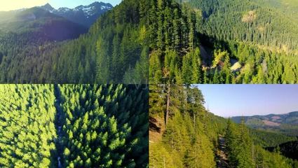 飛越奧林匹克國家森林