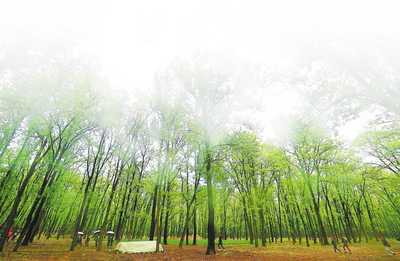 漫步&ldquo;河南塞罕壩&rdquo; 盡享美好時光