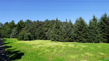 秋高氣爽,林木蔥蘢