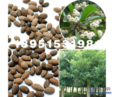 【大葉杜英林木種子花木樹種工程綠化苗木種子庭院種植基地直銷】沭陽縣瑞智花卉苗木園藝場 - 產品庫