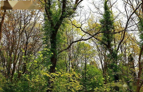 鹽城一處低調的森林氧吧,林木青翠,鳥語花香