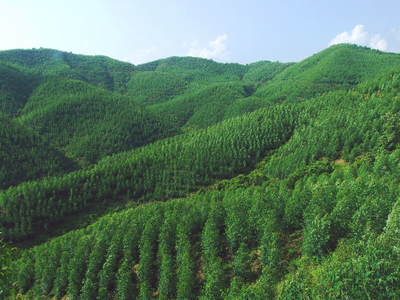 國有林場的簡介