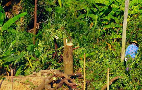 山東一農民,砍掉自己種的700棵楊樹,被判刑2年罰款一萬元