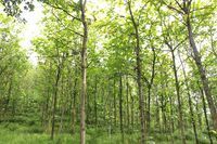 云陽縣林木中心苗圃場_世界工廠網(wǎng)全球企業(yè)庫