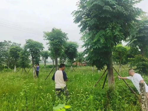 長江河道管理局公安分局 林木普查 全力以赴