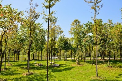 藍(lán)天陽(yáng)光草坪