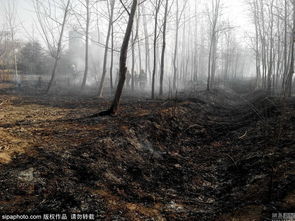 山東一風(fēng)景區(qū)突發(fā)火災(zāi) 千米生態(tài)林木被引燃