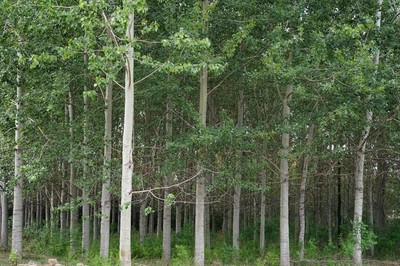 林木育種國(guó)家工程實(shí)驗(yàn)室