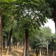 東營區(qū)碩豐林木種植農(nóng)民專業(yè)合作社