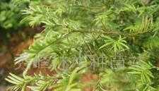 ,紅豆杉種苗,林木種苗,野生樹苗,珍希種苗_農副產品_世界工廠網中國產品信息庫